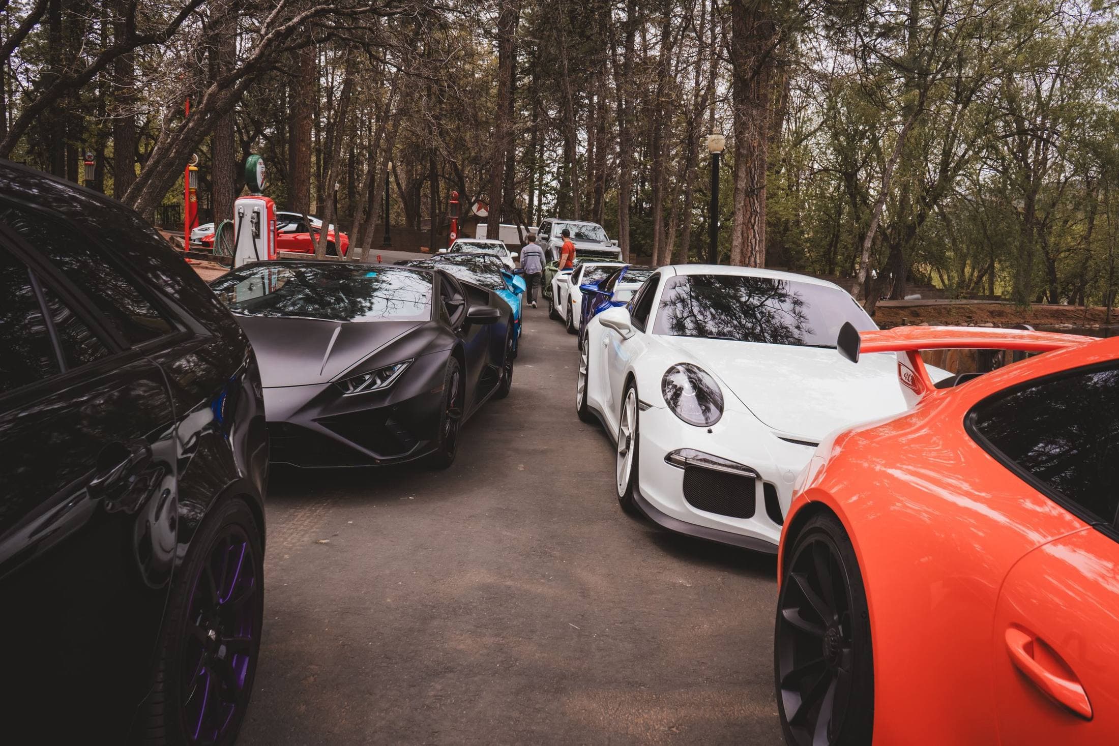 Exotic cars lined up under pine trees at a meet